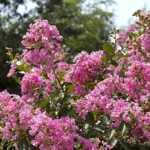 Dwarf Crepe Myrtle Pocomoke